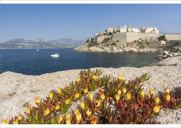 Flowers on rocks frame the fortified citadel surrounded by the clear sea, Calvi, Balagne Region