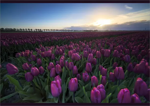 Colourful fields of tulips in bloom at dawn, De Rijp, Alkmaar, North Holland, Netherlands