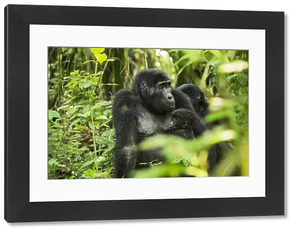 Mountain Gorilla (Beringei beringei), Bwindi Impenetrable Forest, UNESCO World Heritage Site