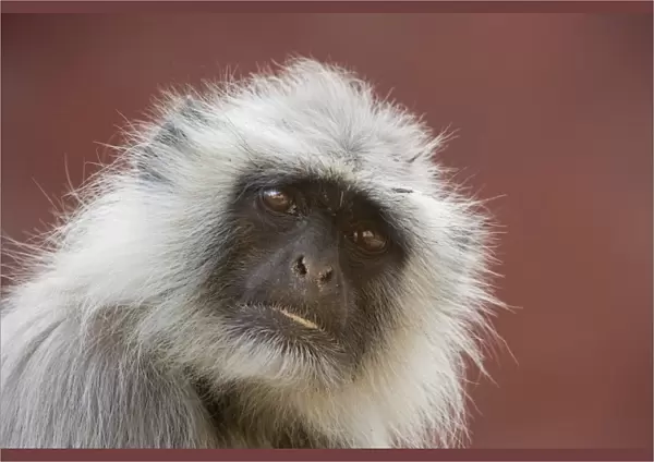 Langur monkey (Semnopithecus entellus), Rajasthan, India, Asia