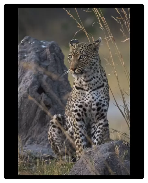 A female leopard (Panthera pardus) standing on a termite mound in the early evening