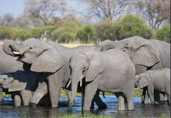 African elephants (Loxodonta africana) drinking in the River Khwai, Botswana, Africa
