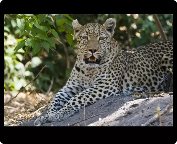 A leopard (Panthera pardus) resting in the shade, Botswana, Africa