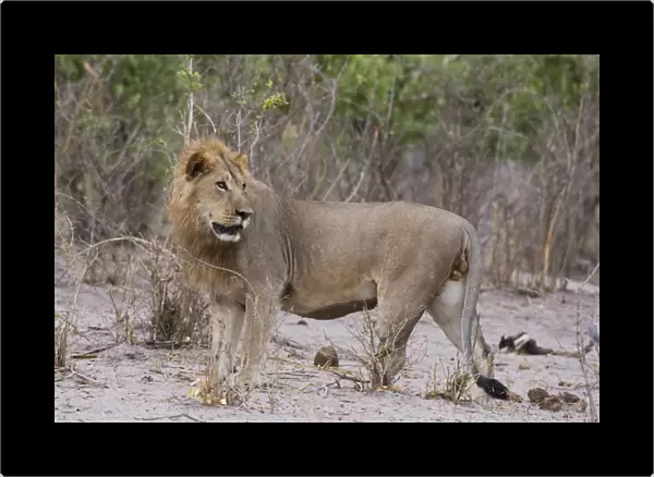 Portrait of a male lion (Panthera leo), Savuti, Chobe National Park, Botswana, Africa