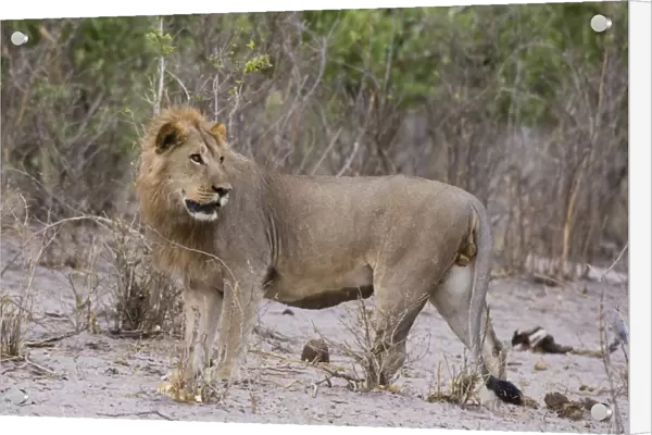 Portrait of a male lion (Panthera leo), Savuti, Chobe National Park, Botswana, Africa