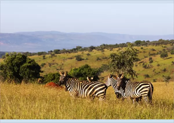 Burchells Plains zebra (Equus quagga), Akagera National Park, Kigali, Rwanda, Africa