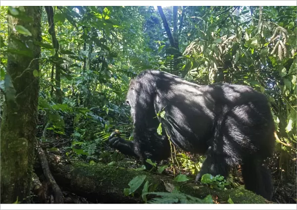 Kabukojo, dominant silver back gorilla (Gorilla gorilla beringei), Rushegura Group