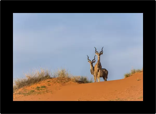 Greater kudu (Tragelaphus strepsiceros) on dunes, Kgalagadi Transfrontier Park, Northern Cape