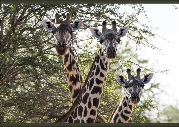 Three Msai giraffes (Giraffa camelopardalis tippelskirchi) looking at the camera