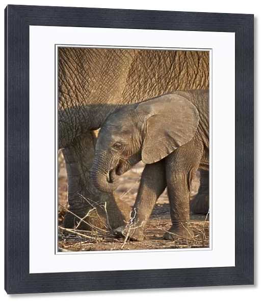 African elephant (Loxodonta africana) baby, Kruger National Park, South Africa, Africa