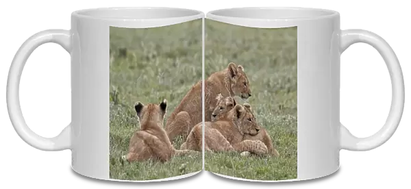 Four lion (Panthera leo) cubs, Ngorongoro Crater, Tanzania, East Africa, Africa