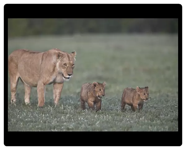 Two lion (Panthera leo) cubs and their mother, Ngorongoro Crater, Tanzania, East Africa
