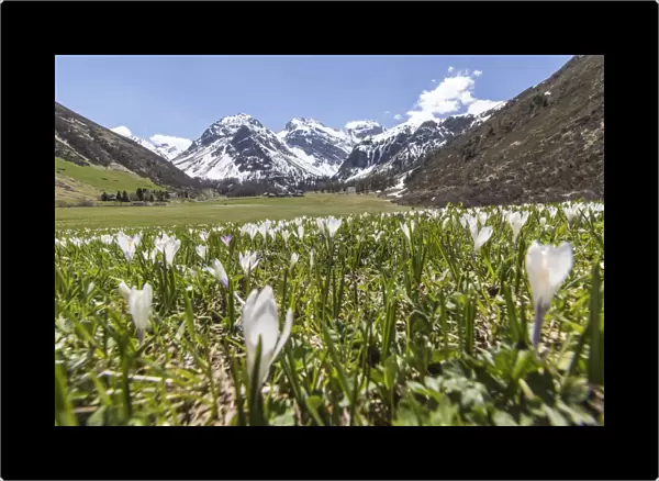 Close up of Crocus flowers during spring bloom, Davos, Sertig Valley, canton of Graubunden