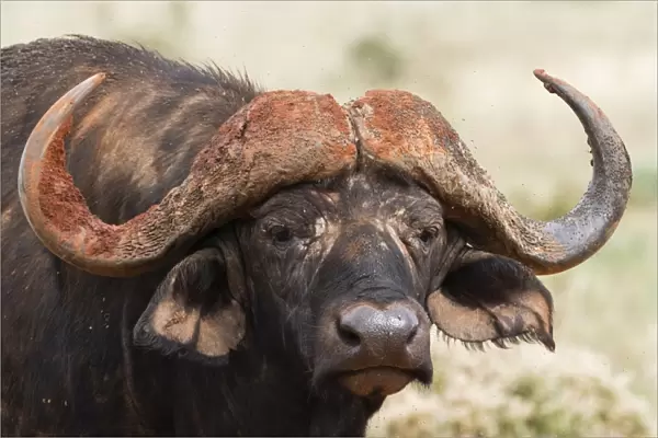African buffalo (Syncerus caffer), Tsavo, Kenya, East Africa, Africa