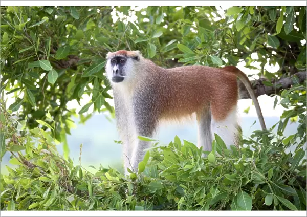 Alpha male Patas monkey on the lookout, Murchison Falls National Park, Uganda, Africa