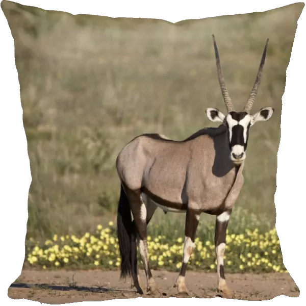 Gemsbok (South African Oryx) (Oryx gazella) buck, Kgalagadi Transfrontier Park, South Africa