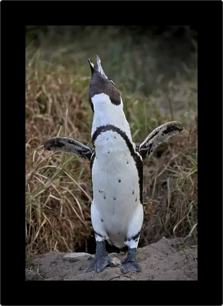 African Penguin (Spheniscus demersus) calling, Simons Town, near Cape Town, South Africa