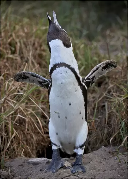 African Penguin (Spheniscus demersus) calling, Simons Town, near Cape Town, South Africa