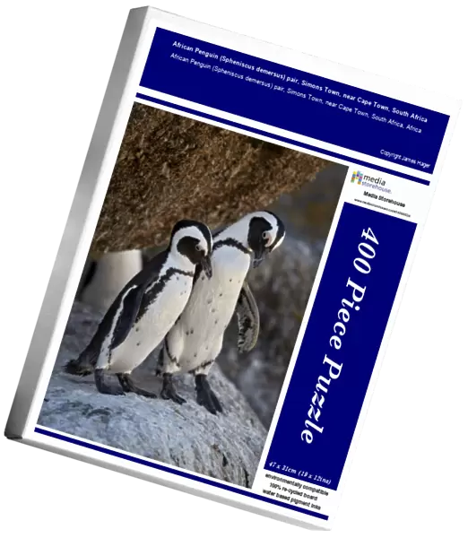 African Penguin (Spheniscus demersus) pair, Simons Town, near Cape Town, South Africa