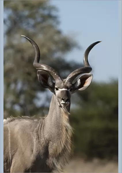 Greater kudu (Tragelaphus strepsiceros), Kalahari, Botswana, Africa