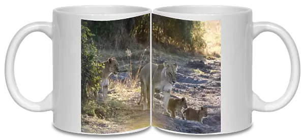 Lions (Panthera leo), Khwai Conservation Area, Okavango Delta, Botswana, Africa
