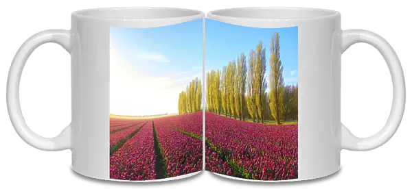 The blue sky at dawn and colourful fields of tulips in bloom surrounded by tall trees