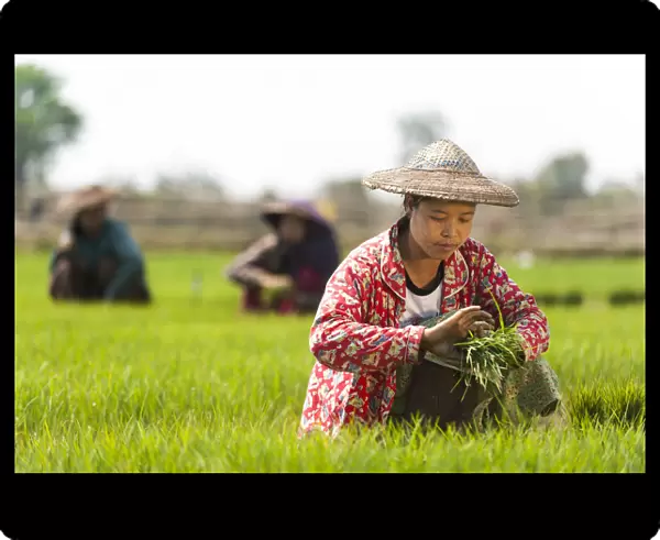 A woman harvests young rice into bundles to be re-planted spaced further apart, Kachin State