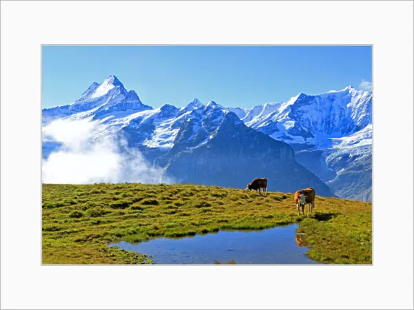 View from First to Bernese Alps, Grindelwald, Bernese Oberland, Canton of Bern, Switzerland