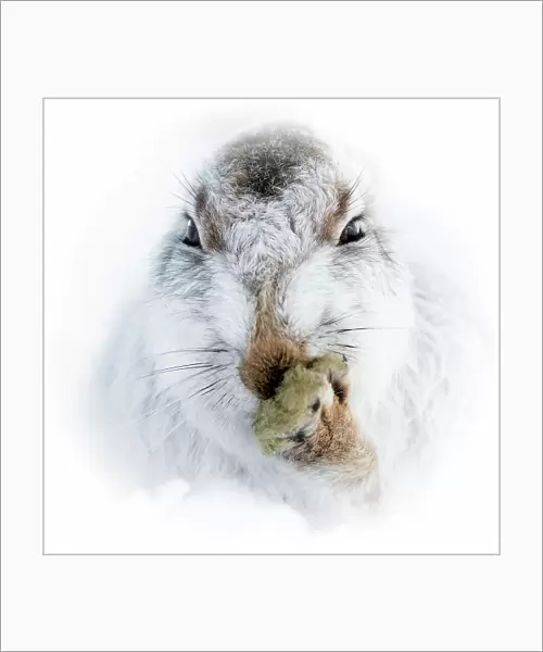 Mountain hare portrait (Lepus timidus) in winter snow, Scottish Highlands, Scotland