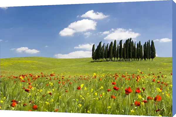 Cypress trees and poppies on green field with blue cloudy sky near San Quirico d Orcia