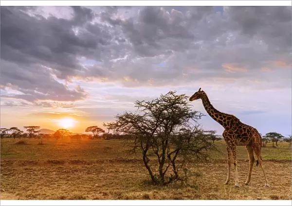 Giraffe (Giraffa camelopardalis) at sunset, Serengeti National Park, UNESCO World Heritage Site