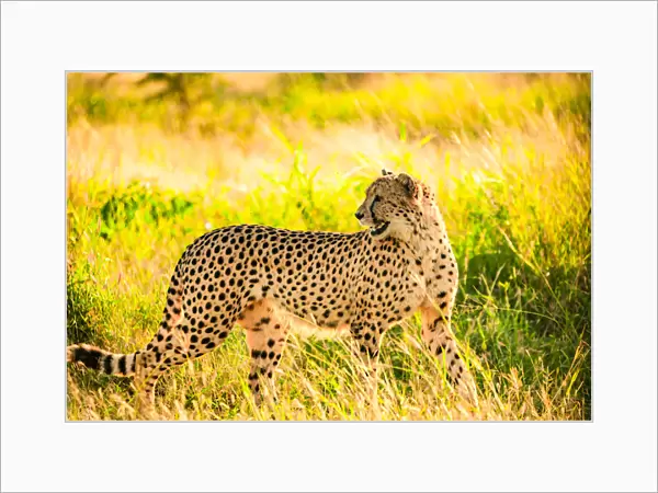 Cheetah (Acinonyx jubatus), Zululand, South Africa, Africa