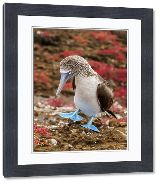 Blue-footed booby (Sula nebouxii), Punta Pitt, San Cristobal or Chatham Island, Galapagos