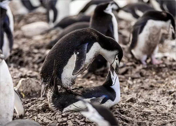 Chin Strap Penguins mating in Antarctica