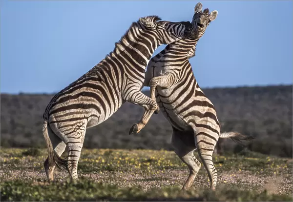 Plains zebra (Equus quagga) fighting, Addo Elephant national park, Eastern Cape