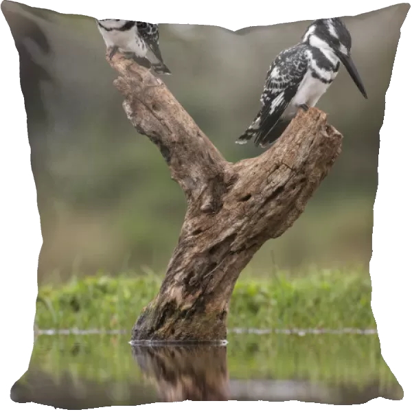 Pied kingfisher (Ceryle rudis) males, Zimanga private game reserve, KwaZulu-Natal