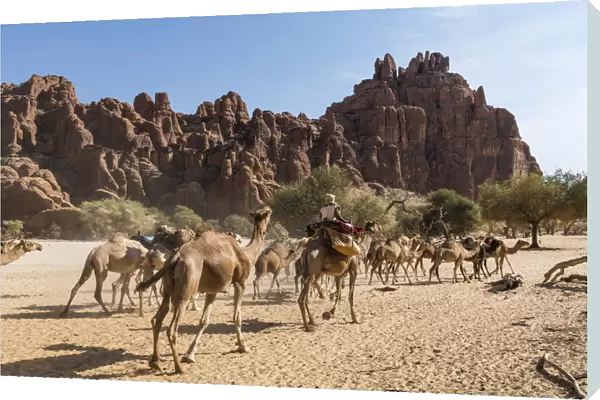 Camel caravan, Guelta d Archei waterhole, Ennedi plateau, UNESCO World Heritage Site