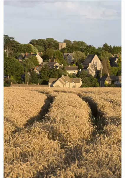 View over wheat field to village, Stonesfield, Cotswolds, Oxfordshire, England, United