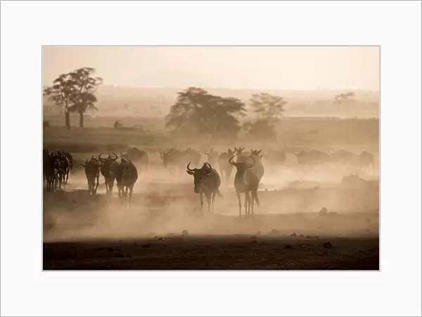 Wildebeests and zebras on the move at dusk across the dusty landscape of Amboseli