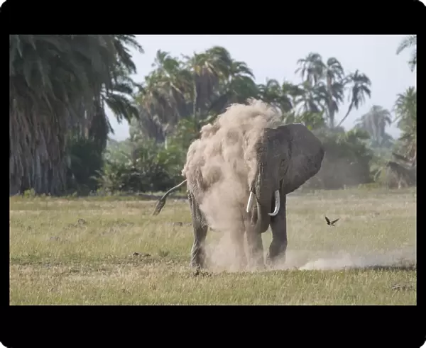 An elephant spraying itself with dust in Amboseli National Park, Kenya, East Africa