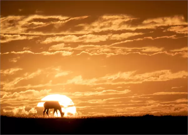 Topi at sunrise, Msai Mara, Kenya, East Africa, Africa