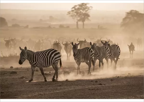 Wildebeests and zebras on the move at dusk across the dusty landscape of Amboseli
