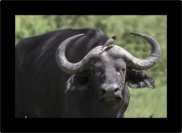 Oxpecker sitting on the forehead of an African Cape Buffalo in the Msai Mara National
