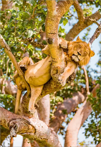Hanging Lions in the Ishasha sector, Queen Elizabeth National Park, Uganda, East Africa