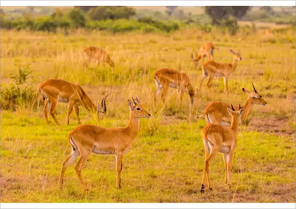 Antelope in Queen Elizabeth National Park, Uganda, East Africa, Africa
