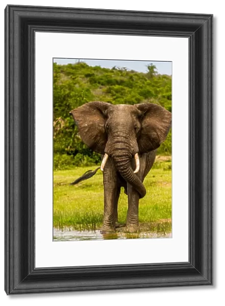 Elephants in Queen Elizabeth National Park, Uganda, East Africa, Africa