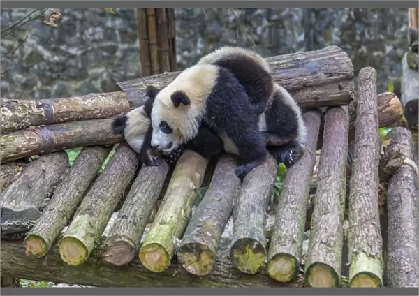 View of Giant Pandas in the Dujiangyan Panda Base, Chengdu, Sichuan Province, People s