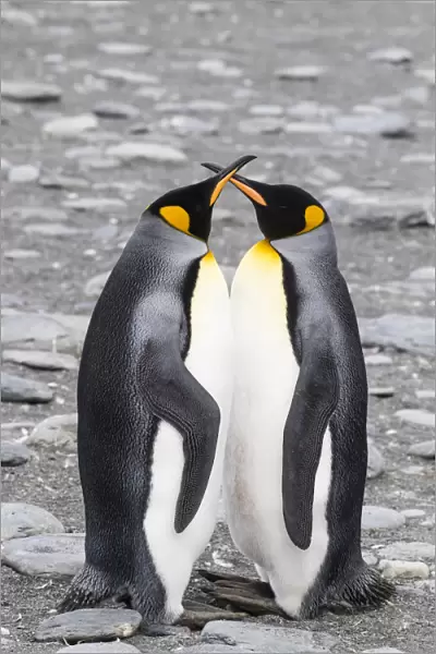 Adult king penguin pair (Aptenodytes patagonicus) at breeding colony at Gold Harbor