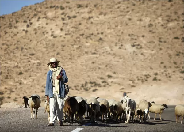 Shepherd driving a herd near Toujane village, Tunisia, North Africa, Africa