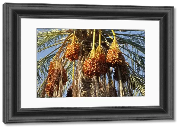Date palms, Douz, Kebili, Tunisia, North Africa, Africa